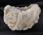 Preview: Versteinertes Holz Indonesien